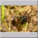 Priocnemis sp - Wegwespe 12b 8mm zwei Weibchen streiten um die Wolfsspinne - Trochosa sp.jpg